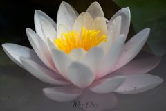 Nénuphar