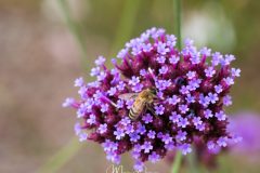 Verbena Buenos Aires