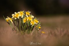 Jonquilles
