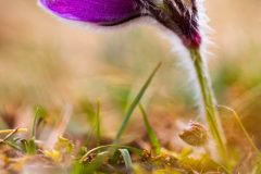MG_5889