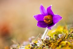 MG_5900