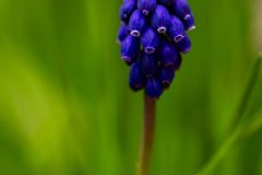 Muscari