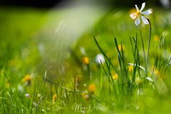 Narcisse