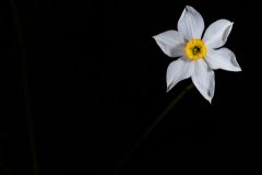 Narcisse