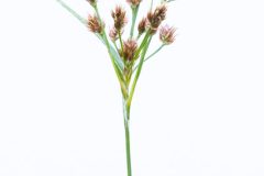 carex