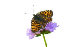 papillon nacré