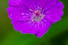 MG_6334