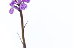 orchi tachetée