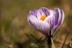Crocus
