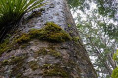 Kauri forest