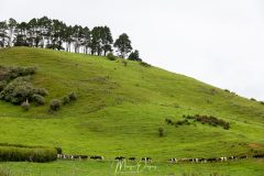 De Haiki à Whangamata - vaches