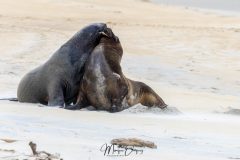Lion de mer