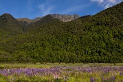 Parc National Fiordland