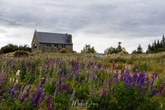 Good Shepherd paré de lupins