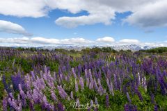Champ de lupins