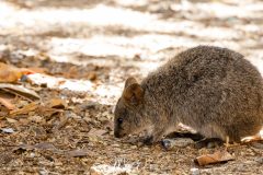 Rottnest Island