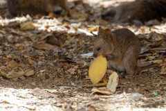 Rottnest Island