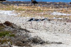 Rottnest