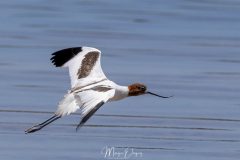Avocette d'Australie