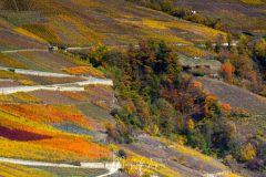 Patchwork de vignobles
