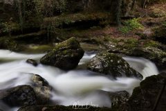 Tine de Conflens