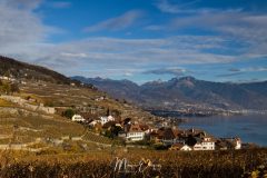 Lavaux